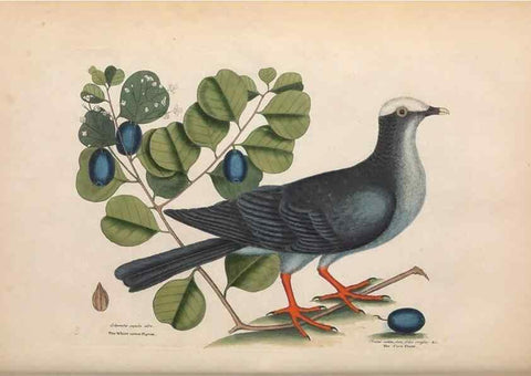 Reproducción/Reproduction 49456860156: The natural history of Carolina, Florida, and the Bahama Islands :. London :Printed for B. White,1771.. 