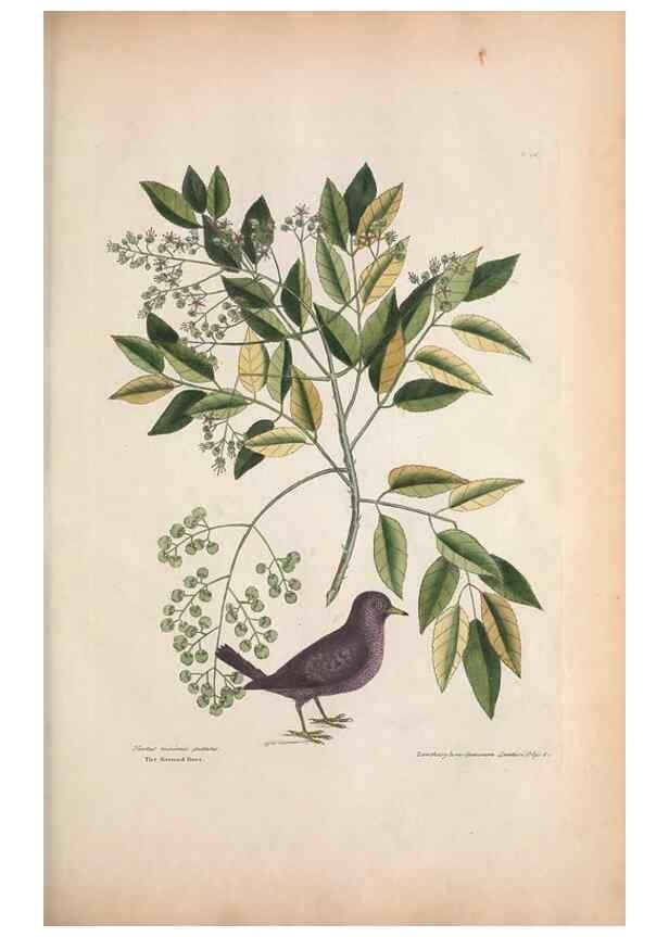 Reproducción/Reproduction 49456860426: The natural history of Carolina, Florida, and the Bahama Islands :. London :Printed for B. White,1771.. 