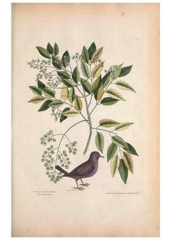 Reproducción/Reproduction 49456860426: The natural history of Carolina, Florida, and the Bahama Islands :. London :Printed for B. White,1771.. 