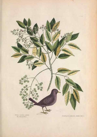 Reproducción/Reproduction 49456860426: The natural history of Carolina, Florida, and the Bahama Islands :. London :Printed for B. White,1771.. 