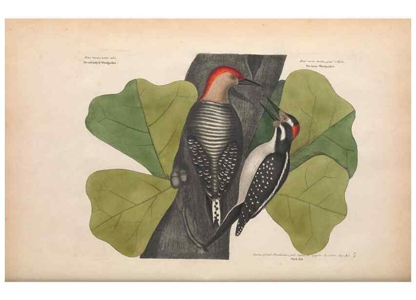 Reproducción/Reproduction 49457090557: The natural history of Carolina, Florida, and the Bahama Islands :. London :Printed for B. White,1771.. 