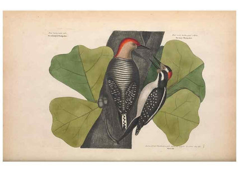 Reproducción/Reproduction 49457090557: The natural history of Carolina, Florida, and the Bahama Islands :. London :Printed for B. White,1771.. 