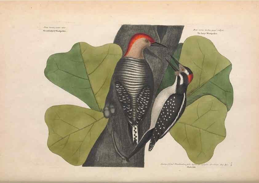 Reproducción/Reproduction 49457090557: The natural history of Carolina, Florida, and the Bahama Islands :. London :Printed for B. White,1771.. 