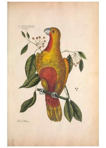 Reproducción/Reproduction 49456382188: The natural history of Carolina, Florida, and the Bahama Islands :. London :Printed for B. White,1771.. 