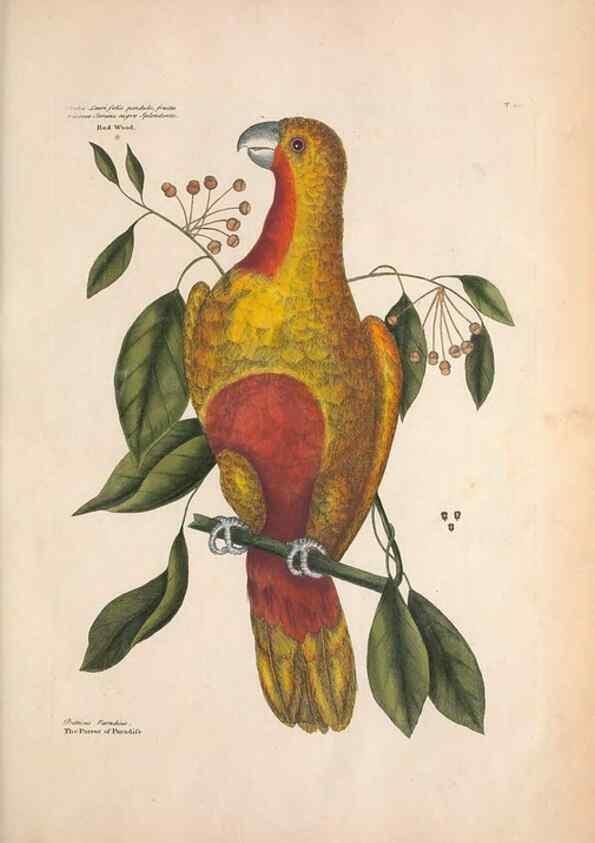 Reproducción/Reproduction 49456382188: The natural history of Carolina, Florida, and the Bahama Islands :. London :Printed for B. White,1771.. 