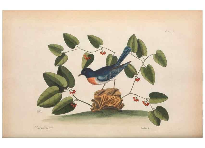 Reproducción/Reproduction 49456868691: The natural history of Carolina, Florida, and the Bahama Islands :. London :Printed for B. White,1771.. 