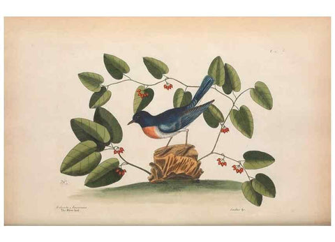 Reproducción/Reproduction 49456868691: The natural history of Carolina, Florida, and the Bahama Islands :. London :Printed for B. White,1771.. 