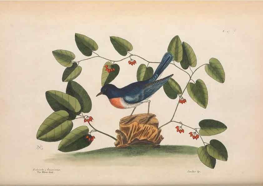 Reproducción/Reproduction 49456868691: The natural history of Carolina, Florida, and the Bahama Islands :. London :Printed for B. White,1771.. 