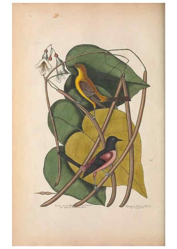 Reproducción/Reproduction 49456396798: The natural history of Carolina, Florida, and the Bahama Islands :. London :Printed for B. White,1771.. 