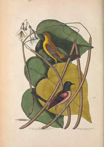 Reproducción/Reproduction 49456396798: The natural history of Carolina, Florida, and the Bahama Islands :. London :Printed for B. White,1771.. 