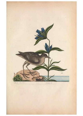 Reproducción/Reproduction 49456404153: The natural history of Carolina, Florida, and the Bahama Islands :. London :Printed for B. White,1771.. 