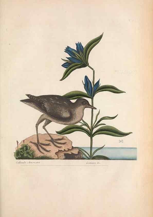 Reproducción/Reproduction 49456404153: The natural history of Carolina, Florida, and the Bahama Islands :. London :Printed for B. White,1771.. 