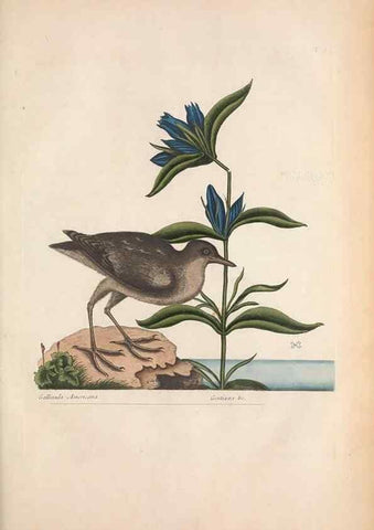 Reproducción/Reproduction 49456404153: The natural history of Carolina, Florida, and the Bahama Islands :. London :Printed for B. White,1771.. 