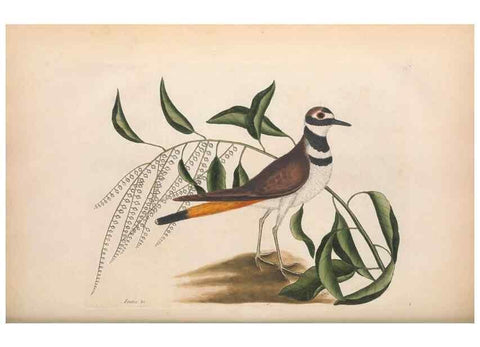 Reproducción/Reproduction 49456877491: The natural history of Carolina, Florida, and the Bahama Islands :. London :Printed for B. White,1771.. 