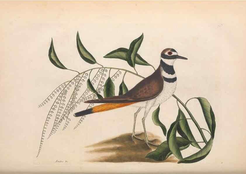 Reproducción/Reproduction 49456877491: The natural history of Carolina, Florida, and the Bahama Islands :. London :Printed for B. White,1771.. 