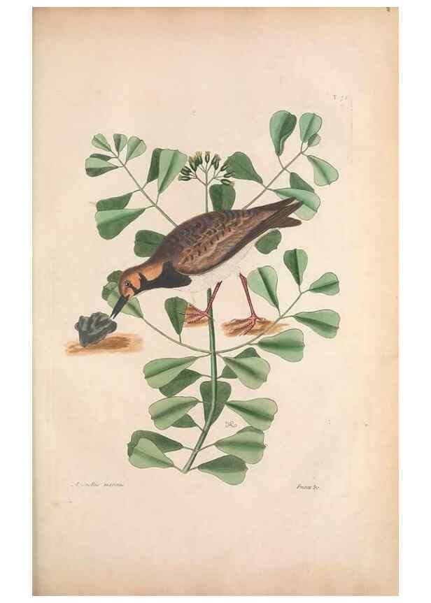 Reproducción/Reproduction 49456877806: The natural history of Carolina, Florida, and the Bahama Islands :. London :Printed for B. White,1771.. 