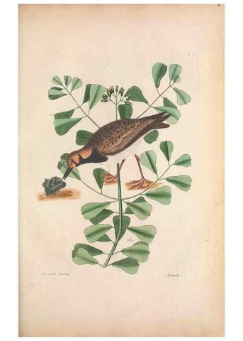 Reproducción/Reproduction 49456877806: The natural history of Carolina, Florida, and the Bahama Islands :. London :Printed for B. White,1771.. 