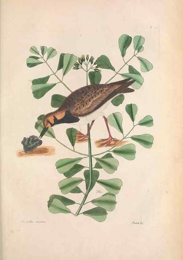 Reproducción/Reproduction 49456877806: The natural history of Carolina, Florida, and the Bahama Islands :. London :Printed for B. White,1771.. 