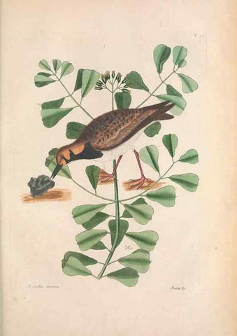 Reproducción/Reproduction 49456877806: The natural history of Carolina, Florida, and the Bahama Islands :. London :Printed for B. White,1771.. 