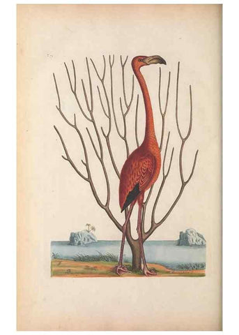 Reproducción/Reproduction 49456405293: The natural history of Carolina, Florida, and the Bahama Islands :. London :Printed for B. White,1771.. 