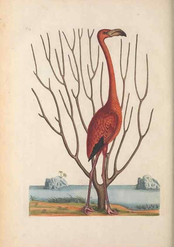 Reproducción/Reproduction 49456405293: The natural history of Carolina, Florida, and the Bahama Islands :. London :Printed for B. White,1771.. 