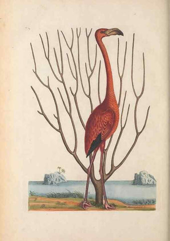 Reproducción/Reproduction 49456405293: The natural history of Carolina, Florida, and the Bahama Islands :. London :Printed for B. White,1771.. 