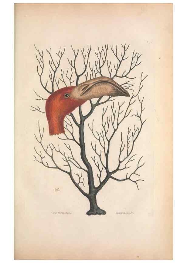 Reproducción/Reproduction 49457110737: The natural history of Carolina, Florida, and the Bahama Islands :. London :Printed for B. White,1771.. 
