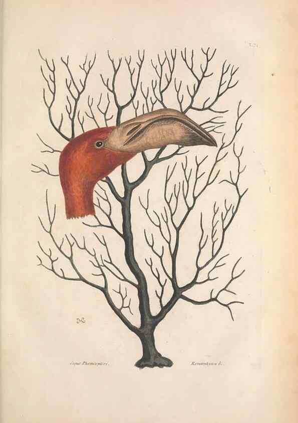 Reproducción/Reproduction 49457110737: The natural history of Carolina, Florida, and the Bahama Islands :. London :Printed for B. White,1771.. 