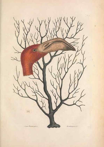 Reproducción/Reproduction 49457110737: The natural history of Carolina, Florida, and the Bahama Islands :. London :Printed for B. White,1771.. 