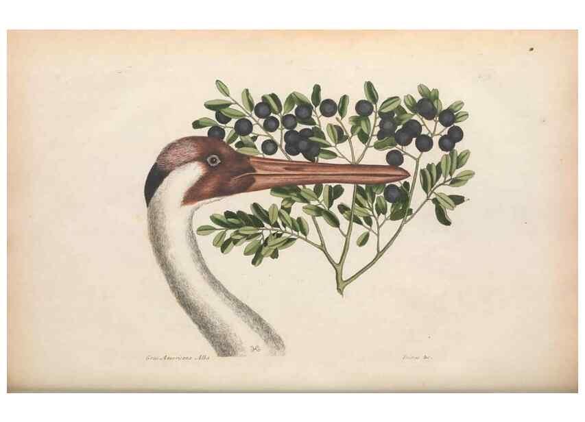 Reproducción/Reproduction 49456405898: The natural history of Carolina, Florida, and the Bahama Islands :. London :Printed for B. White,1771.. 