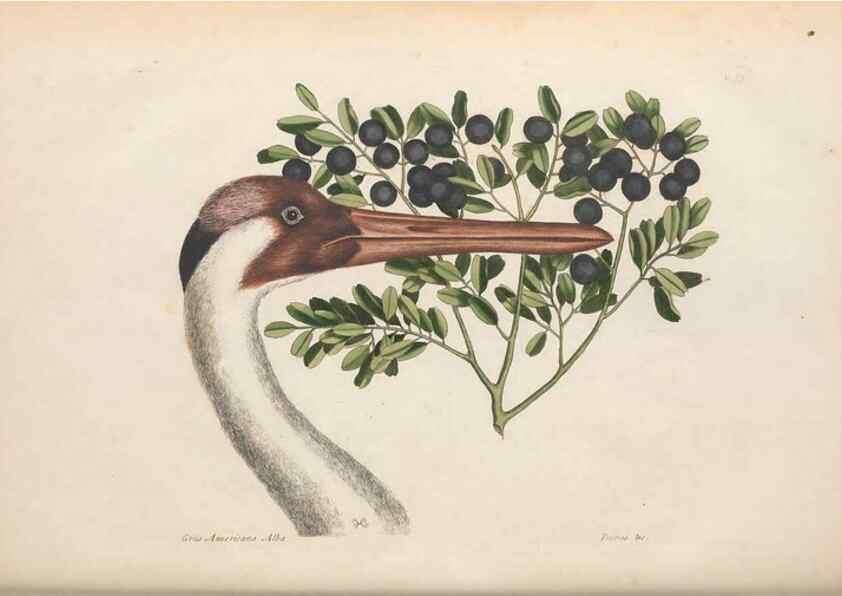 Reproducción/Reproduction 49456405898: The natural history of Carolina, Florida, and the Bahama Islands :. London :Printed for B. White,1771.. 