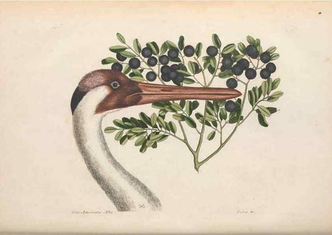 Reproducción/Reproduction 49456405898: The natural history of Carolina, Florida, and the Bahama Islands :. London :Printed for B. White,1771.. 