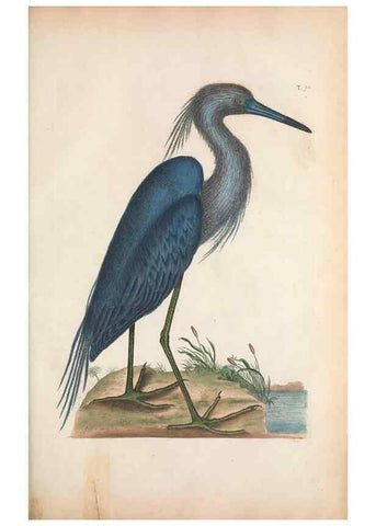 Reproducción/Reproduction 49456879321: The natural history of Carolina, Florida, and the Bahama Islands :. London :Printed for B. White,1771.. 