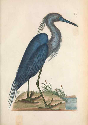 Reproducción/Reproduction 49456879321: The natural history of Carolina, Florida, and the Bahama Islands :. London :Printed for B. White,1771.. 