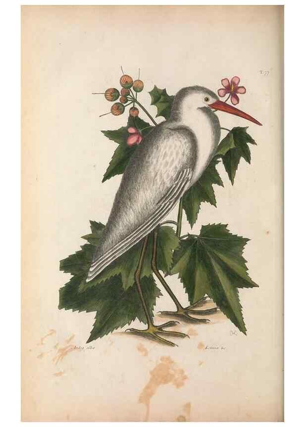 Reproducción/Reproduction 49457111762: The natural history of Carolina, Florida, and the Bahama Islands :. London :Printed for B. White,1771.. 