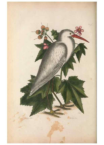 Reproducción/Reproduction 49457111762: The natural history of Carolina, Florida, and the Bahama Islands :. London :Printed for B. White,1771.. 
