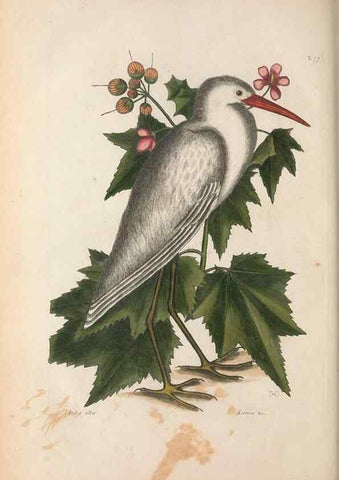 Reproducción/Reproduction 49457111762: The natural history of Carolina, Florida, and the Bahama Islands :. London :Printed for B. White,1771.. 