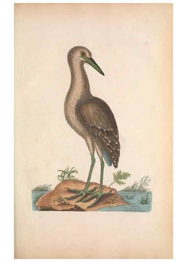 Reproducción/Reproduction 49456880061: The natural history of Carolina, Florida, and the Bahama Islands :. London :Printed for B. White,1771.. 