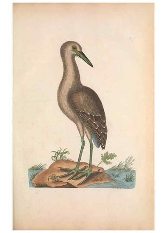 Reproducción/Reproduction 49456880061: The natural history of Carolina, Florida, and the Bahama Islands :. London :Printed for B. White,1771.. 