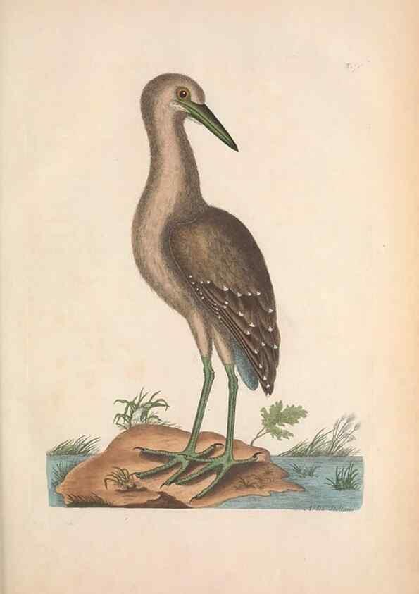 Reproducción/Reproduction 49456880061: The natural history of Carolina, Florida, and the Bahama Islands :. London :Printed for B. White,1771.. 
