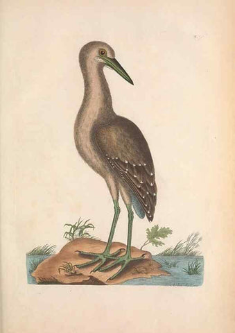 Reproducción/Reproduction 49456880061: The natural history of Carolina, Florida, and the Bahama Islands :. London :Printed for B. White,1771.. 