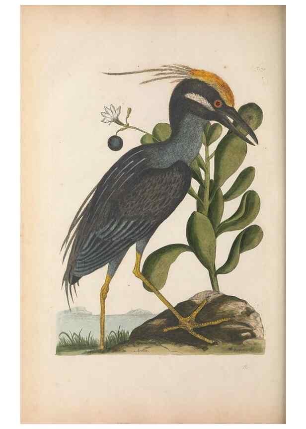 Reproducción/Reproduction 49456407363: The natural history of Carolina, Florida, and the Bahama Islands :. London :Printed for B. White,1771.. 