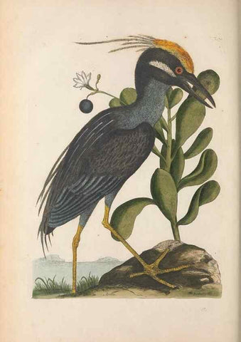 Reproducción/Reproduction 49456407363: The natural history of Carolina, Florida, and the Bahama Islands :. London :Printed for B. White,1771.. 