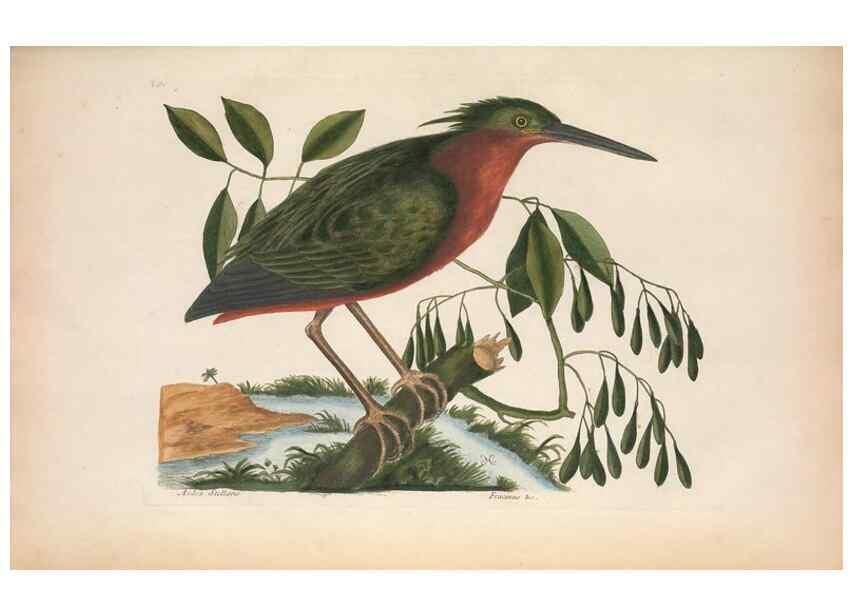 Reproducción/Reproduction 49457112777: The natural history of Carolina, Florida, and the Bahama Islands :. London :Printed for B. White,1771.. 