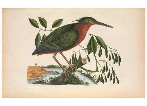 Reproducción/Reproduction 49457112777: The natural history of Carolina, Florida, and the Bahama Islands :. London :Printed for B. White,1771.. 