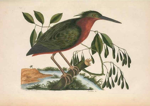 Reproducción/Reproduction 49457112777: The natural history of Carolina, Florida, and the Bahama Islands :. London :Printed for B. White,1771.. 