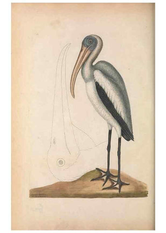 Reproducción/Reproduction 49457113007: The natural history of Carolina, Florida, and the Bahama Islands :. London :Printed for B. White,1771.. 