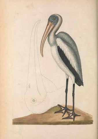 Reproducción/Reproduction 49457113007: The natural history of Carolina, Florida, and the Bahama Islands :. London :Printed for B. White,1771.. 