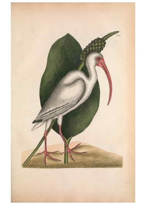 Reproducción/Reproduction 49457113357: The natural history of Carolina, Florida, and the Bahama Islands :. London :Printed for B. White,1771.. 