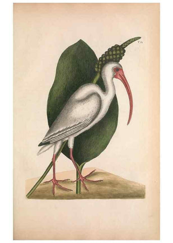 Reproducción/Reproduction 49457113357: The natural history of Carolina, Florida, and the Bahama Islands :. London :Printed for B. White,1771.. 